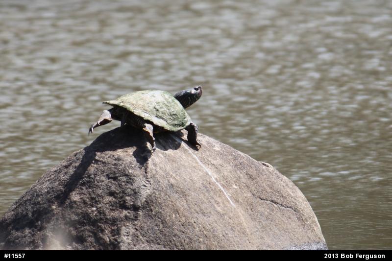 Northern Map Turtle