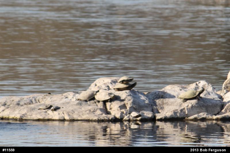 Northern Map Turtle