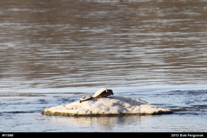 Northern Map Turtle