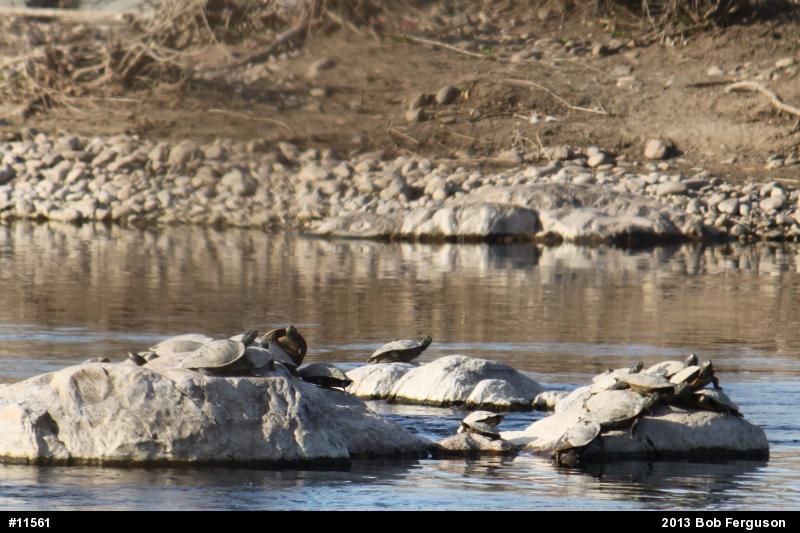 Northern Map Turtle