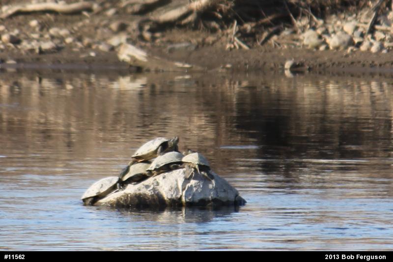 Northern Map Turtle