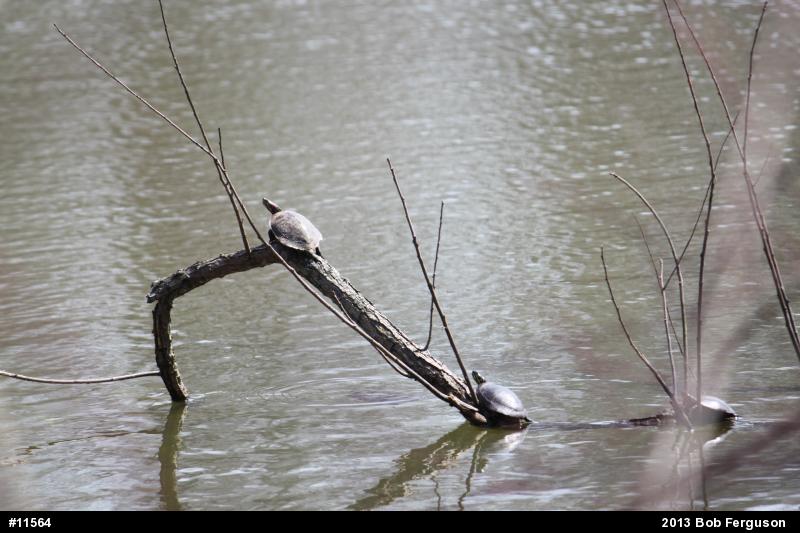 Red-eared Slider