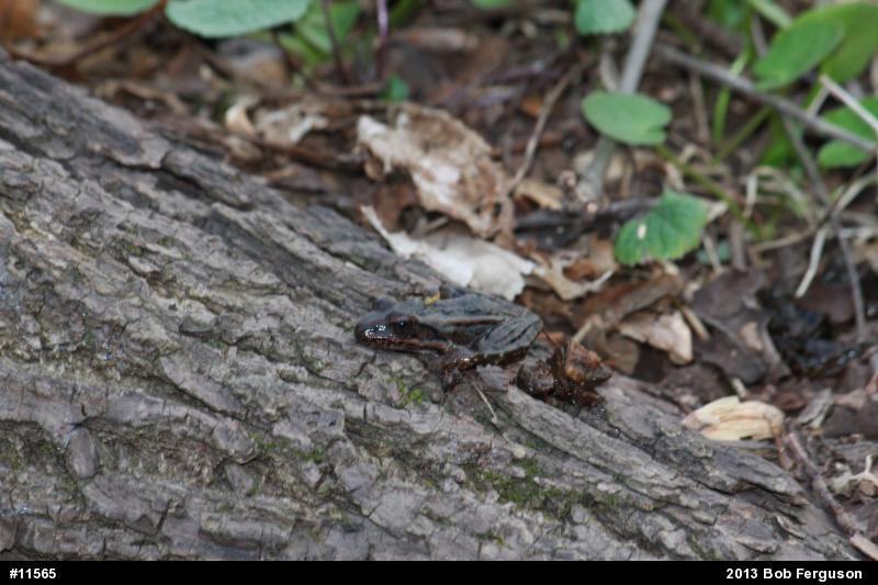 Pickerel Frog