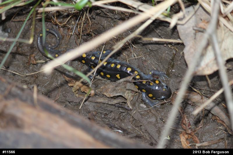 Spotted Salamander