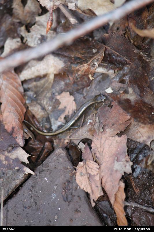 Northern Two-lined Salamander