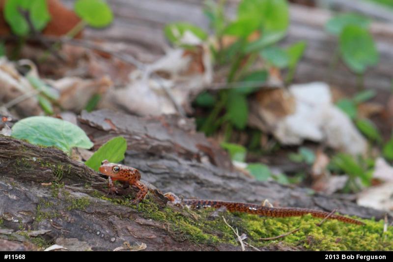 Eastern Long-tailed Salamander