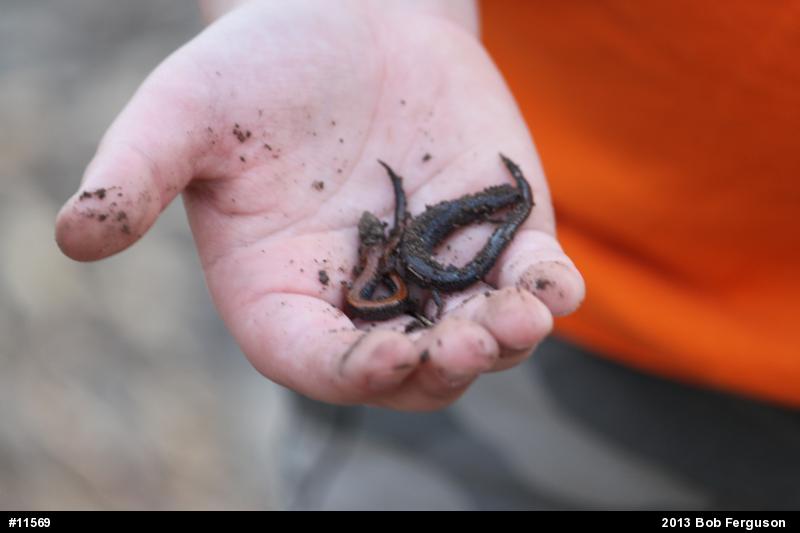Eastern Red-backed  Salamander