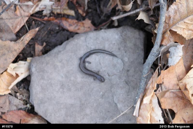 Eastern Red-backed  Salamander