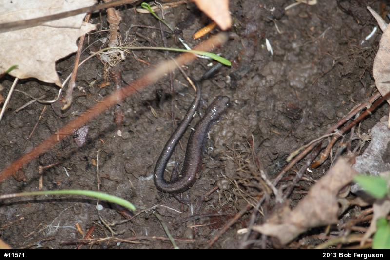 Eastern Red-backed  Salamander