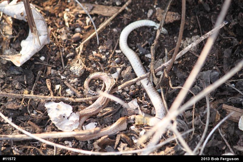 Dekay's Brownsnake
