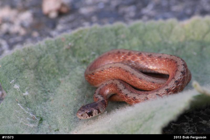 Dekay's Brownsnake