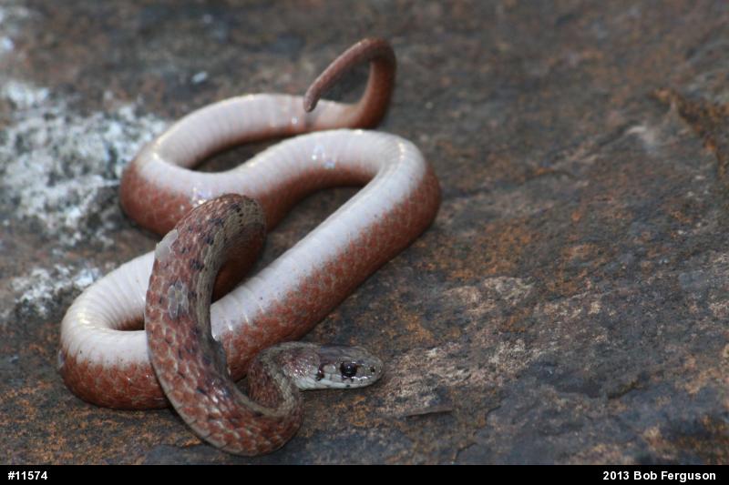 Dekay's Brownsnake