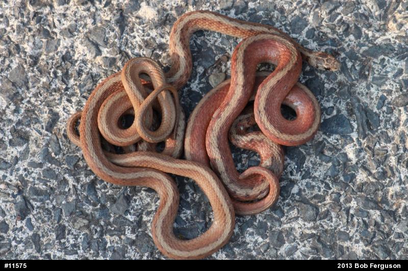 Dekay's Brownsnake