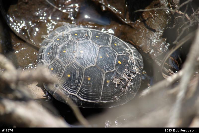 Spotted Turtle