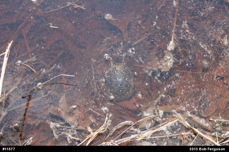 Spotted Turtle