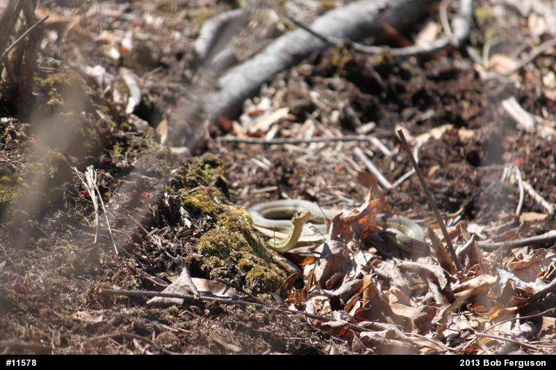 Eastern Gartersnake