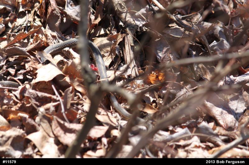 Eastern Gartersnake