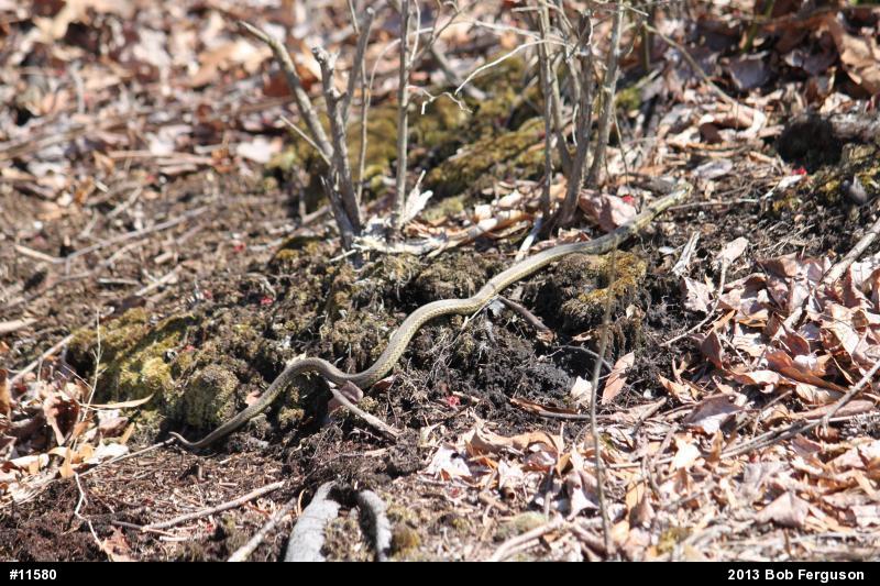 Eastern Gartersnake
