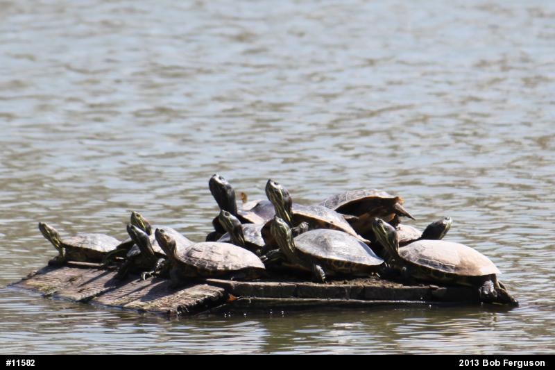 Red-eared Slider