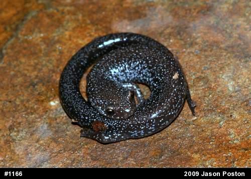 Northern Ravine Salamander