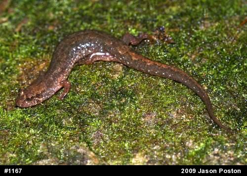 Northern Dusky Salamander