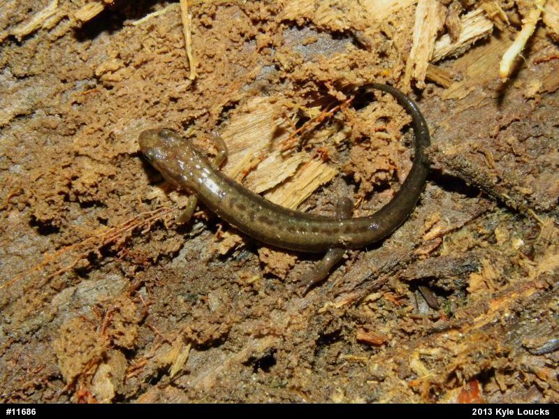 Allegheny Mountain Dusky Salamander