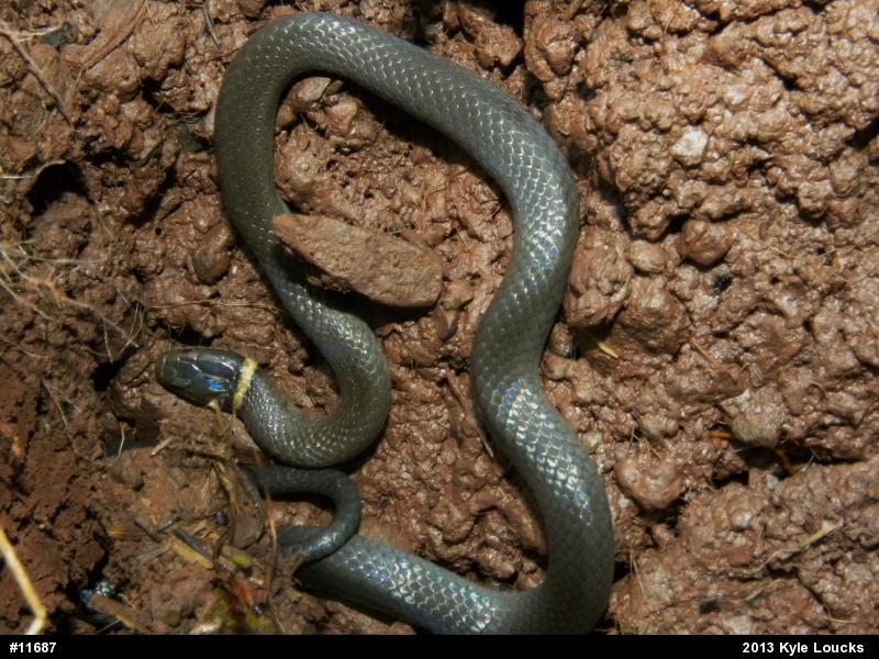 Northern Ring-necked Snake