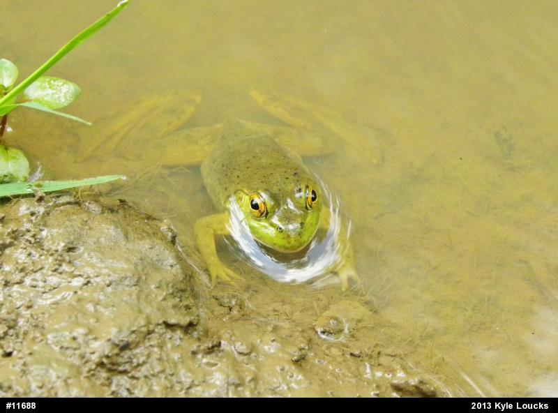 American Bullfrog