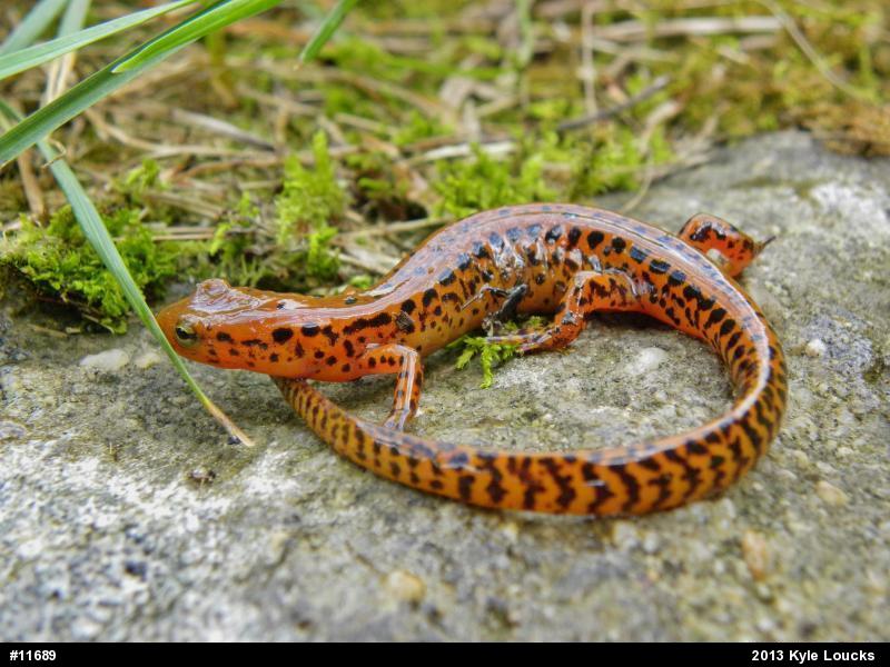 Eastern Long-tailed Salamander