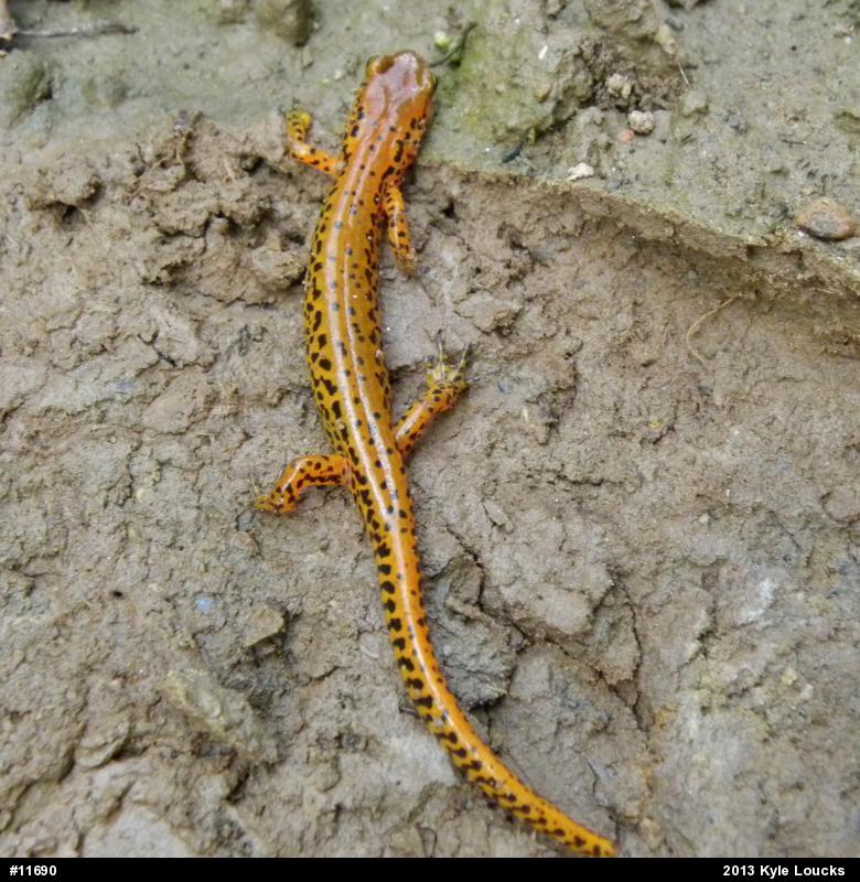 Eastern Long-tailed Salamander