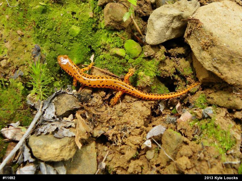 Eastern Long-tailed Salamander