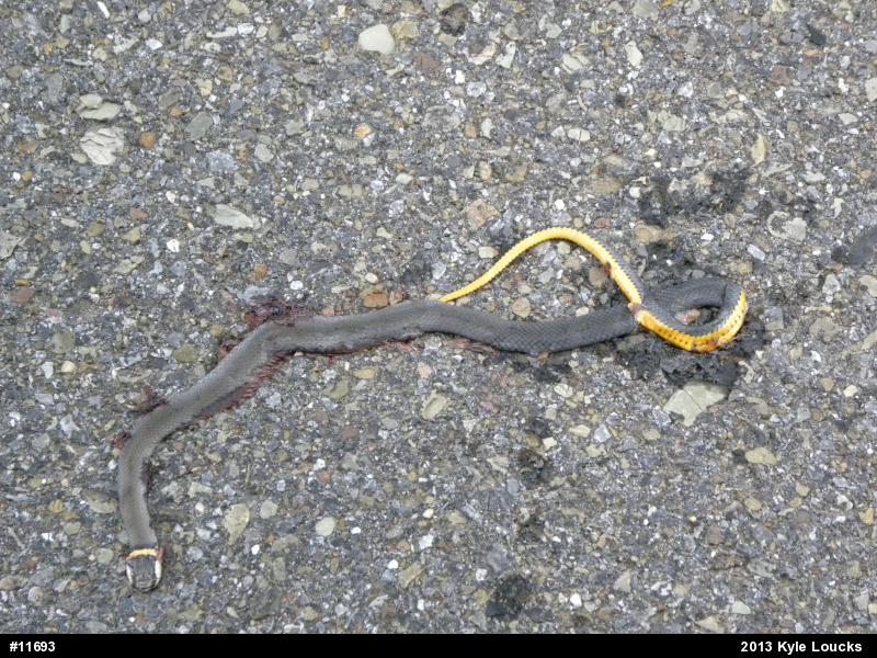 Northern Ring-necked Snake