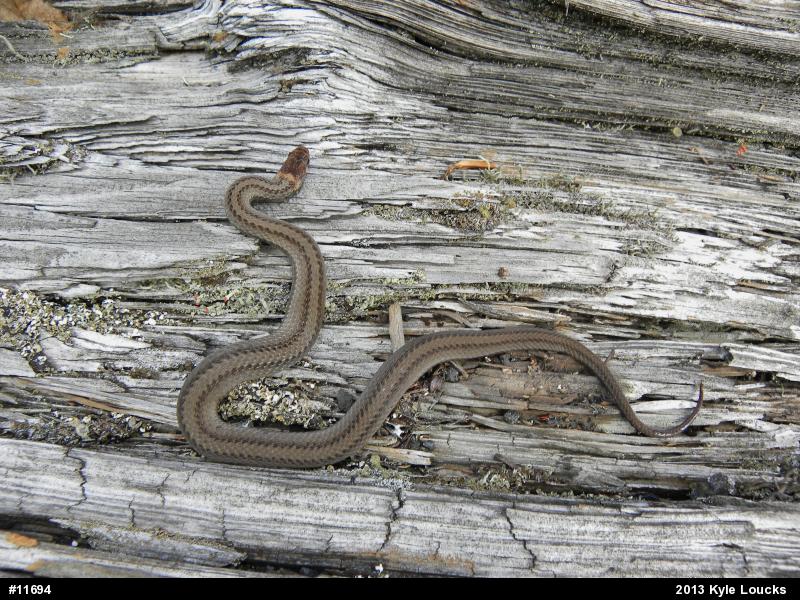 Red-bellied Snake