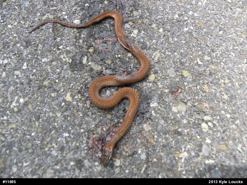 Red-bellied Snake