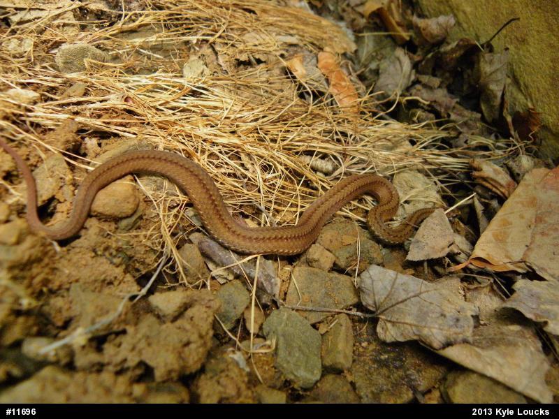 Red-bellied Snake