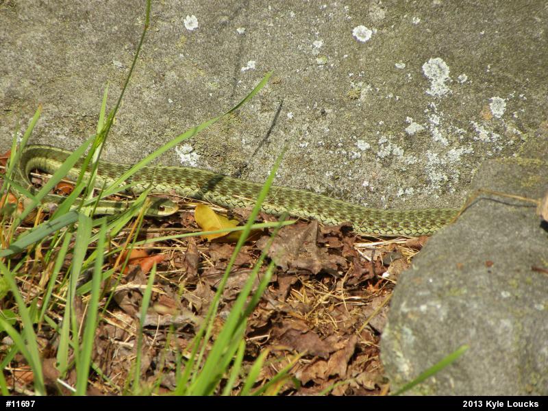 Eastern Gartersnake