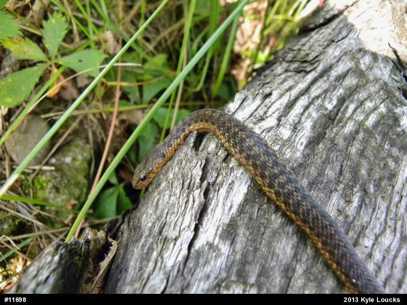 Eastern Gartersnake
