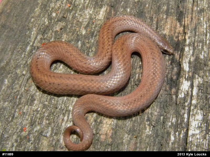 Mountain Earthsnake