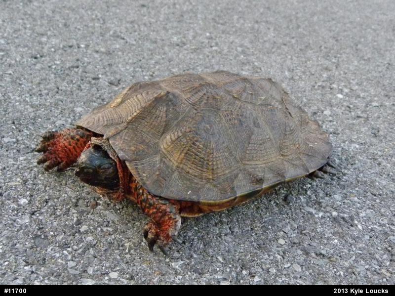 Wood Turtle