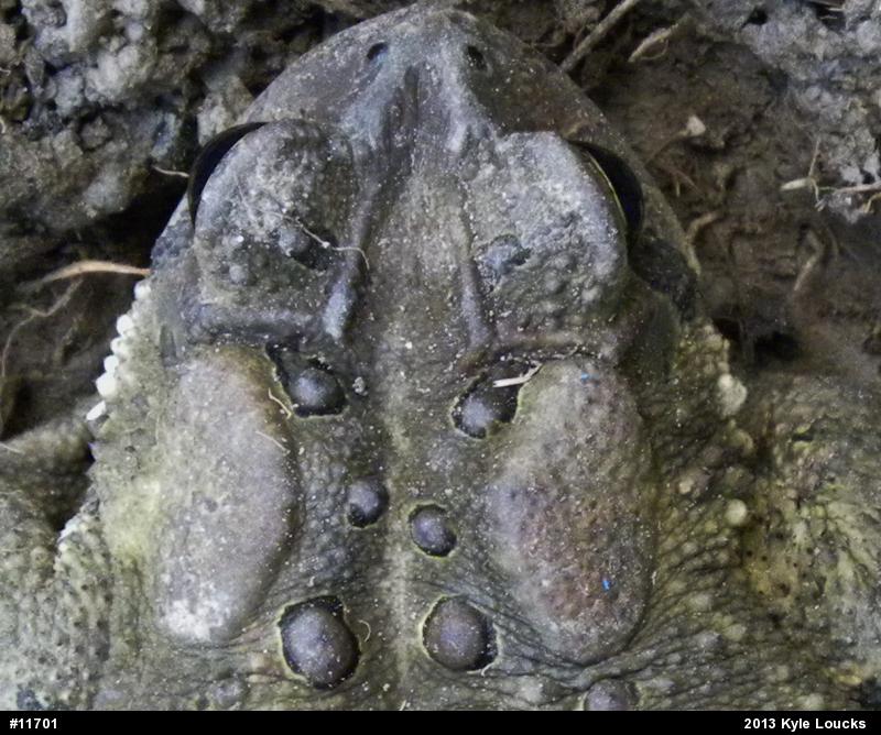 Eastern American Toad