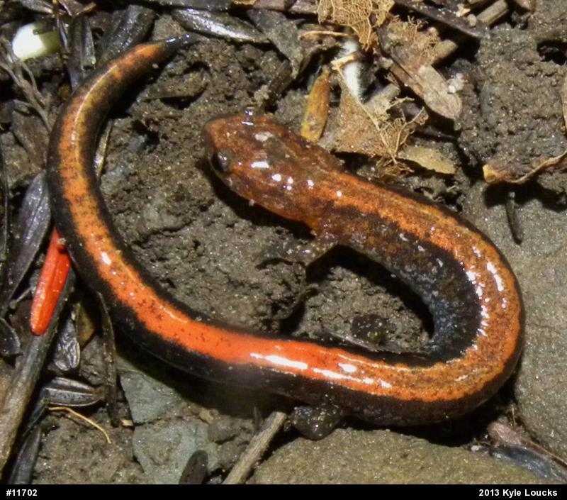 Eastern Red-backed  Salamander