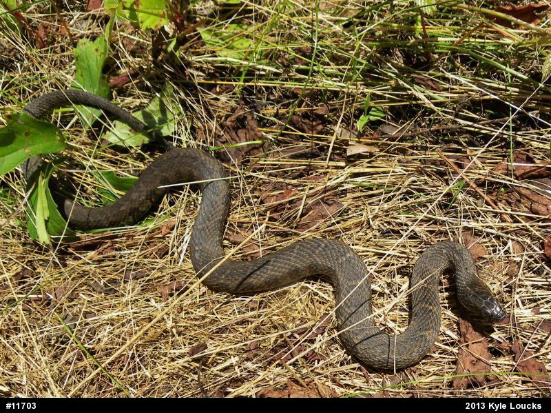 Northern Watersnake