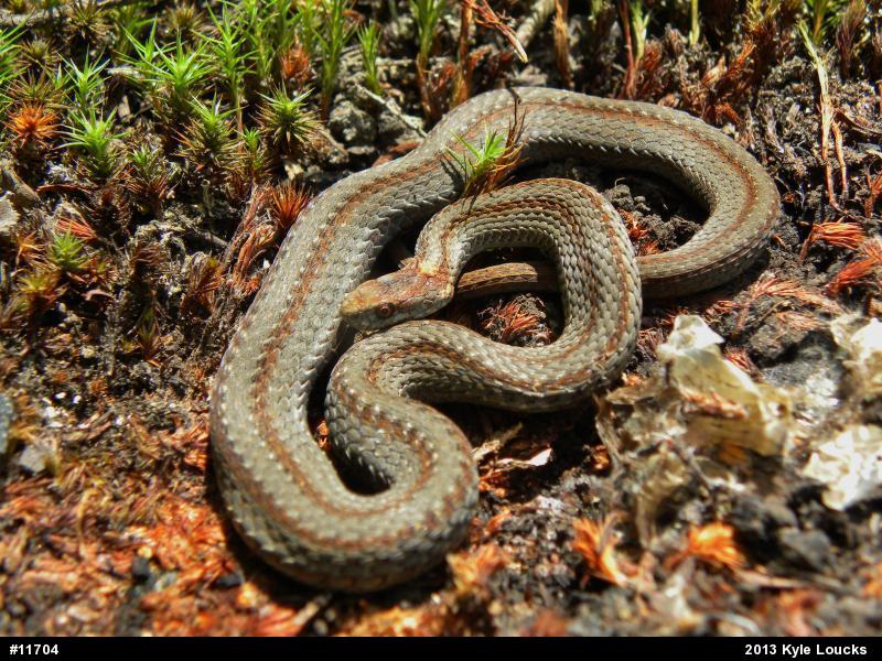 Red-bellied Snake