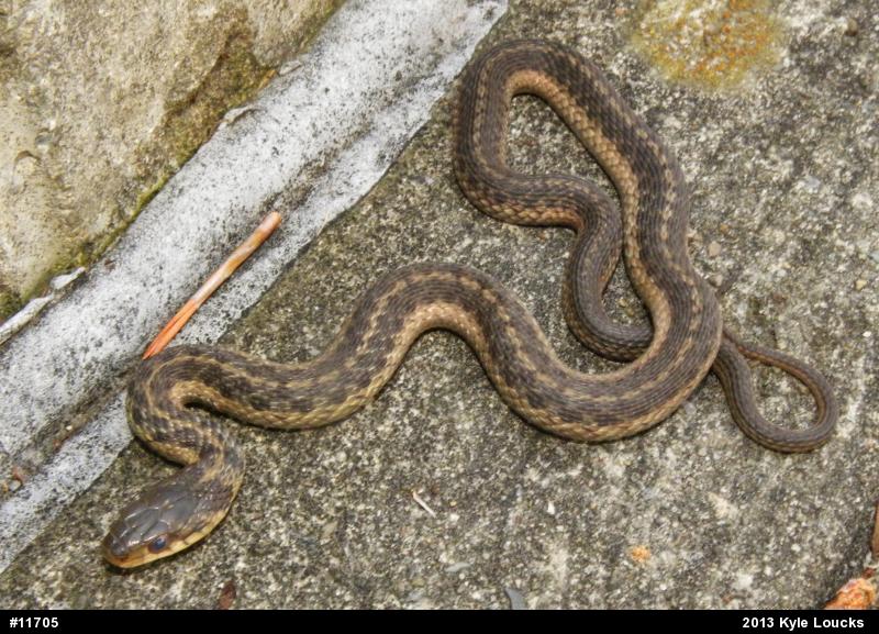 Eastern Gartersnake