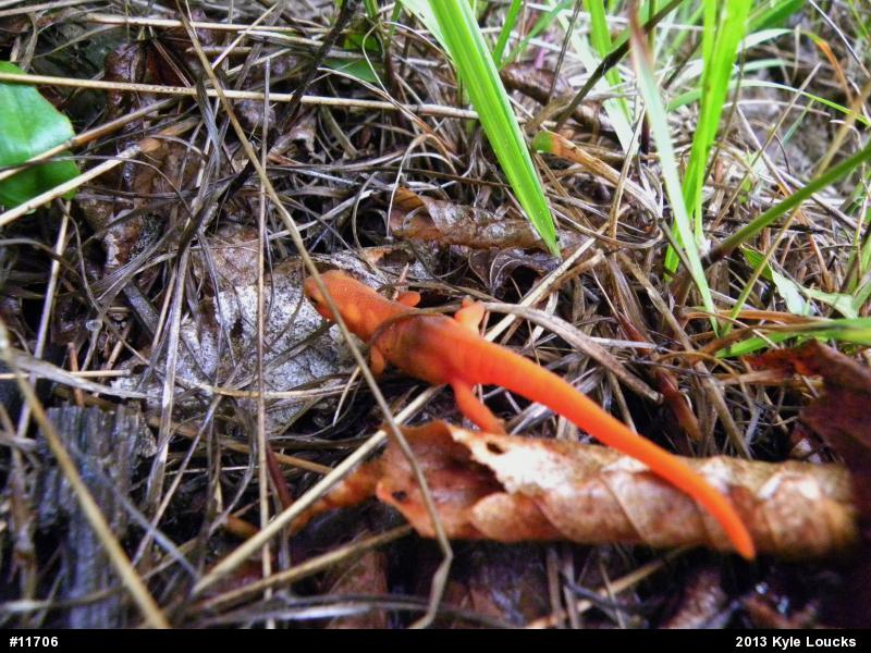 Red-spotted Newt