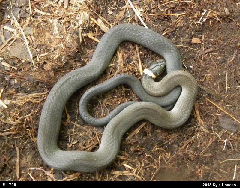 Northern Ring-necked Snake