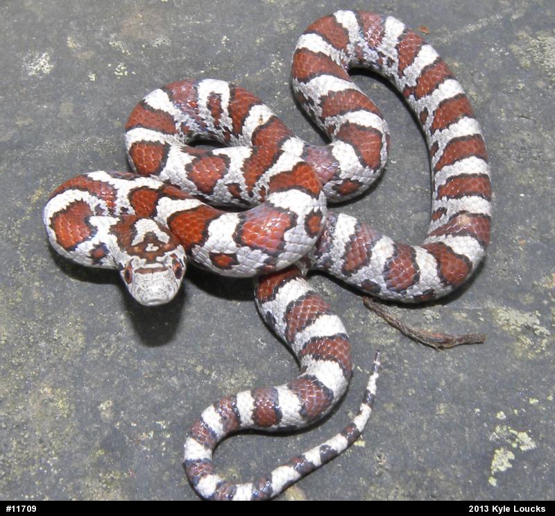 Eastern Milksnake