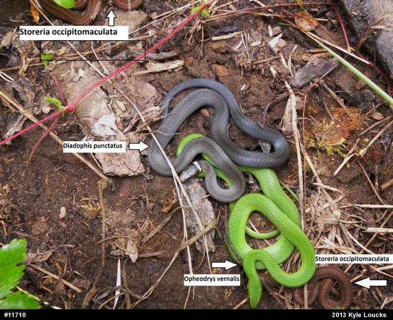 Smooth Greensnake