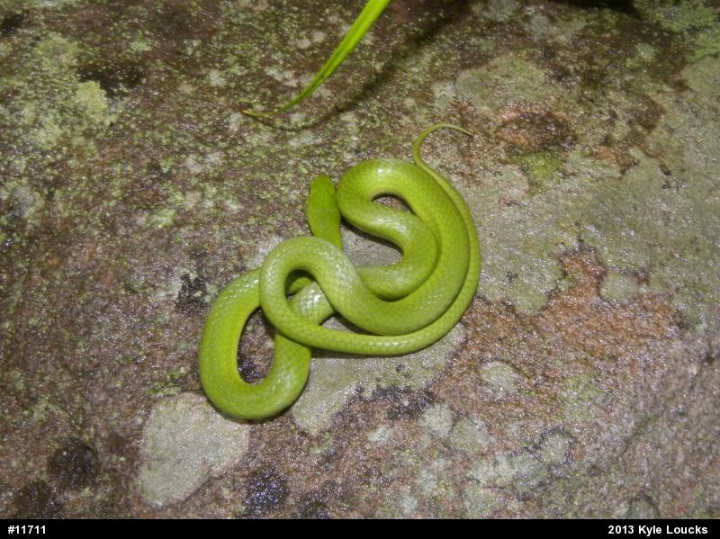 Smooth Greensnake
