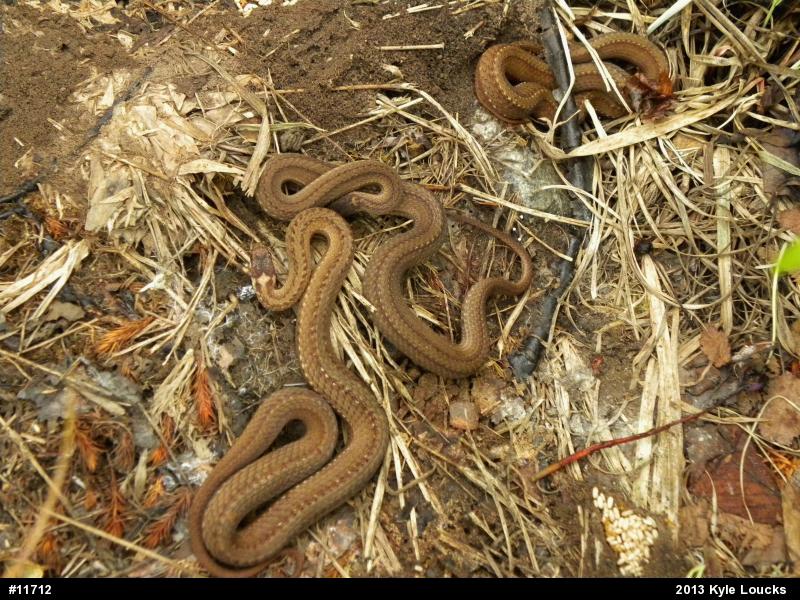 Red-bellied Snake